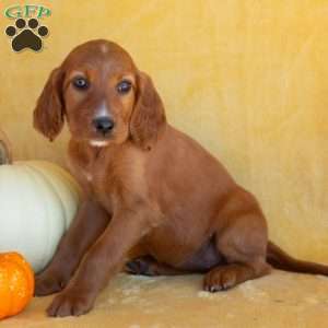 Maple, Irish Setter Puppy