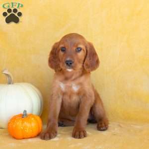 Autumn, Irish Setter Puppy
