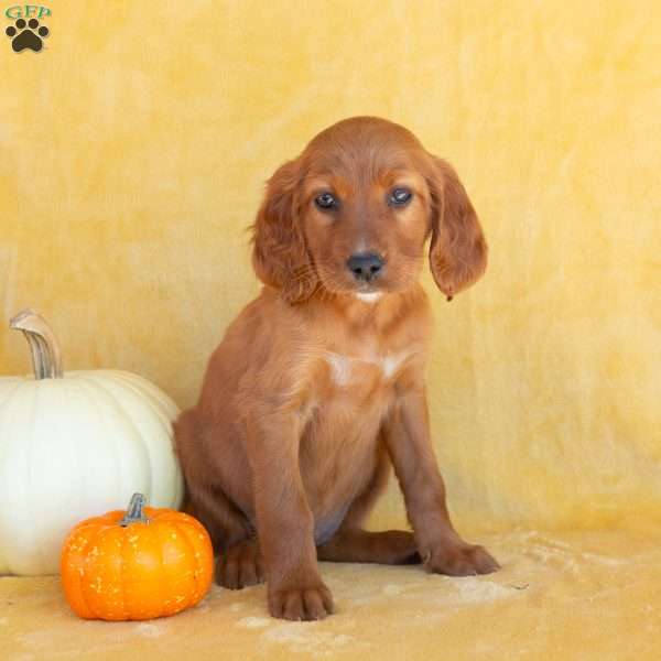 Autumn, Irish Setter Puppy