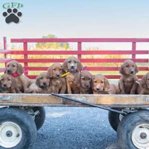 Fall Lover, Irish Setter Puppy