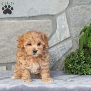 Felix, Maltipoo Puppy