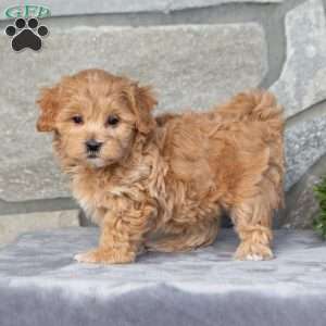 Felix, Maltipoo Puppy