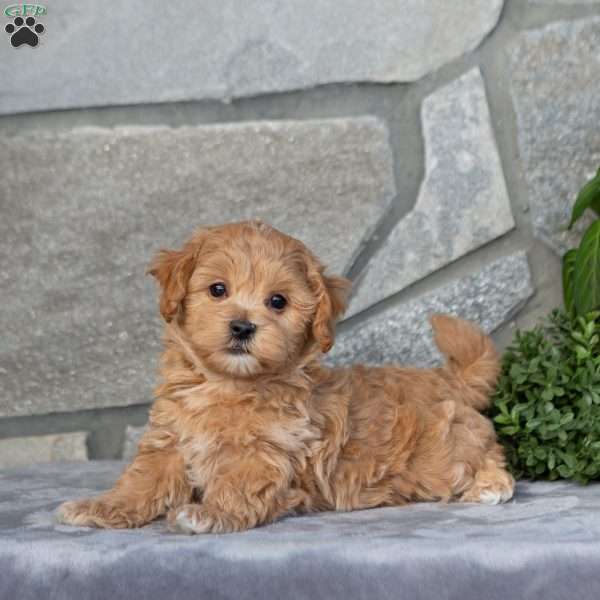 Felix, Maltipoo Puppy