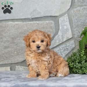 Felix, Maltipoo Puppy