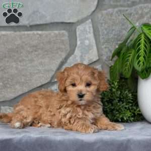 Felix, Maltipoo Puppy