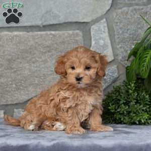 Felix, Maltipoo Puppy