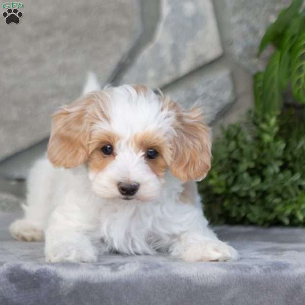 Forrest, Maltipoo Puppy