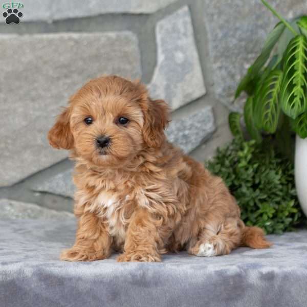 Fern, Maltipoo Puppy
