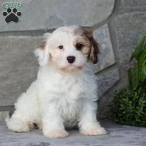 Giggles, Cavachon Puppy