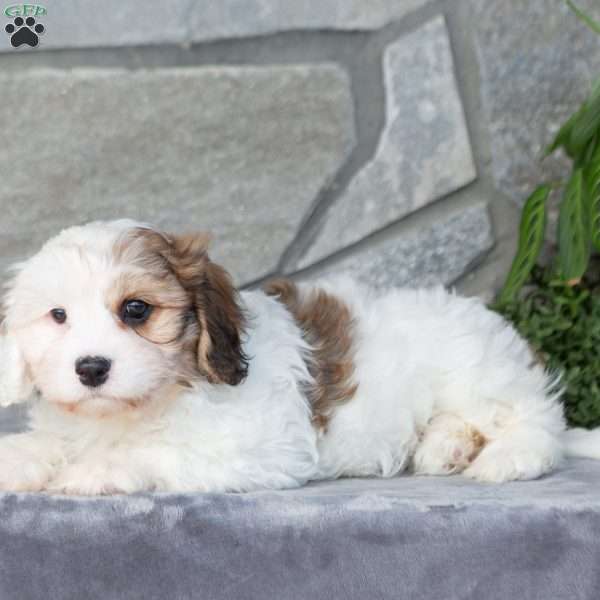 Giggles, Cavachon Puppy