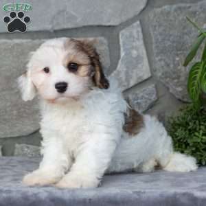Giggles, Cavachon Puppy