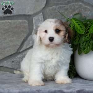 Giggles, Cavachon Puppy
