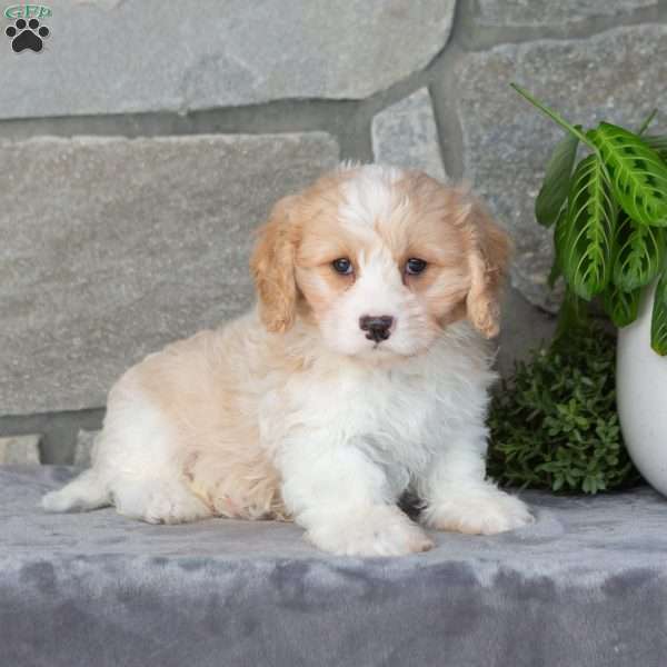 Goose, Cavachon Puppy