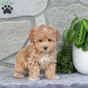 Happy, Maltipoo Puppy