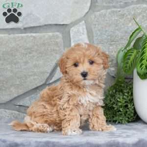 Happy, Maltipoo Puppy