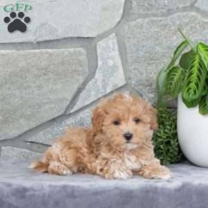 Happy, Maltipoo Puppy