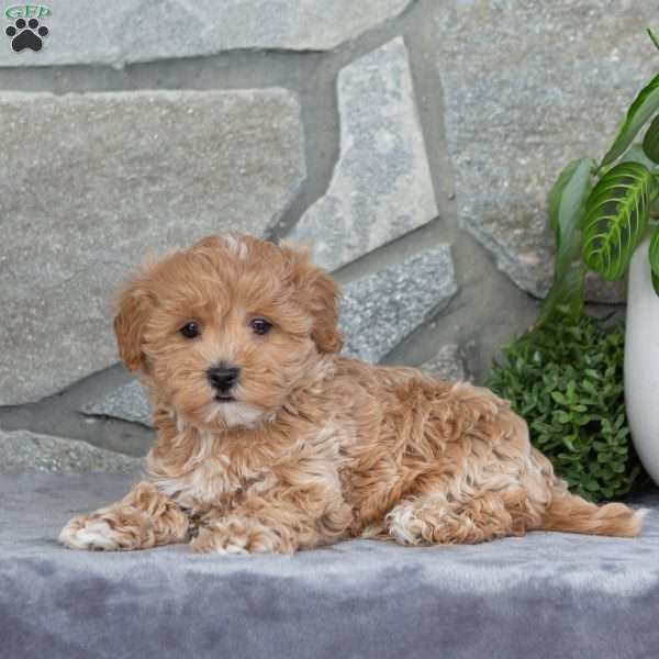 Happy, Maltipoo Puppy