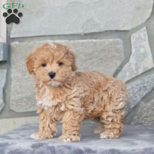 Happy, Maltipoo Puppy