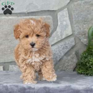 Happy, Maltipoo Puppy