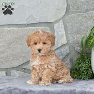Happy, Maltipoo Puppy