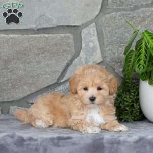 Honey, Maltipoo Puppy