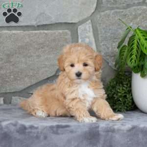 Honey, Maltipoo Puppy