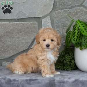 Honey, Maltipoo Puppy