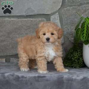 Honey, Maltipoo Puppy