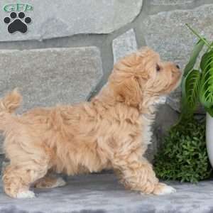 Honey, Maltipoo Puppy