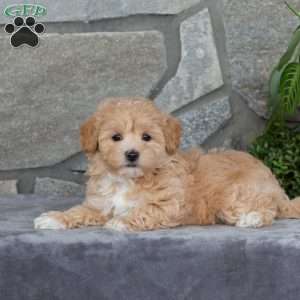 Honey, Maltipoo Puppy
