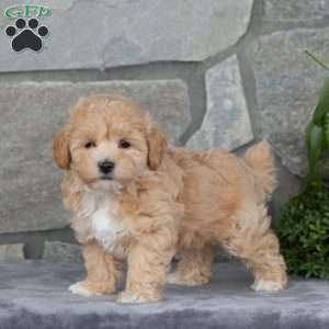 Honey, Maltipoo Puppy