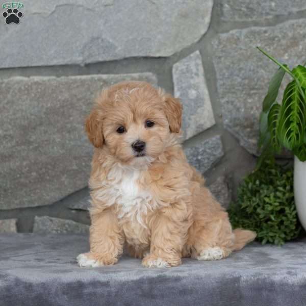 Honey, Maltipoo Puppy