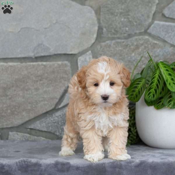 Hickory, Maltipoo Puppy