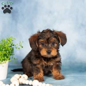 Mischief, Yorkie Poo Puppy