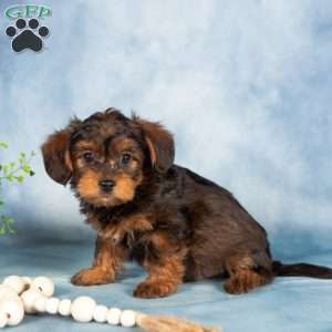 Mischief, Yorkie Poo Puppy