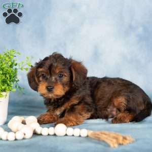 Mischief, Yorkie Poo Puppy