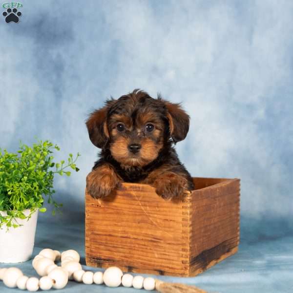 Mischief, Yorkie Poo Puppy