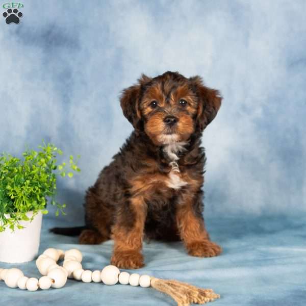 Monty, Yorkie Poo Puppy