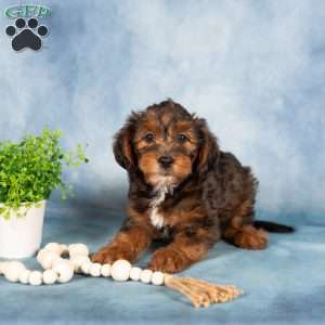 Monty, Yorkie Poo Puppy
