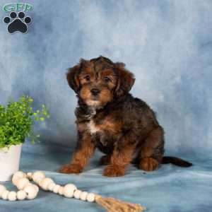 Monty, Yorkie Poo Puppy