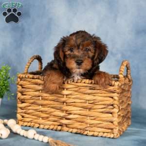 Monty, Yorkie Poo Puppy