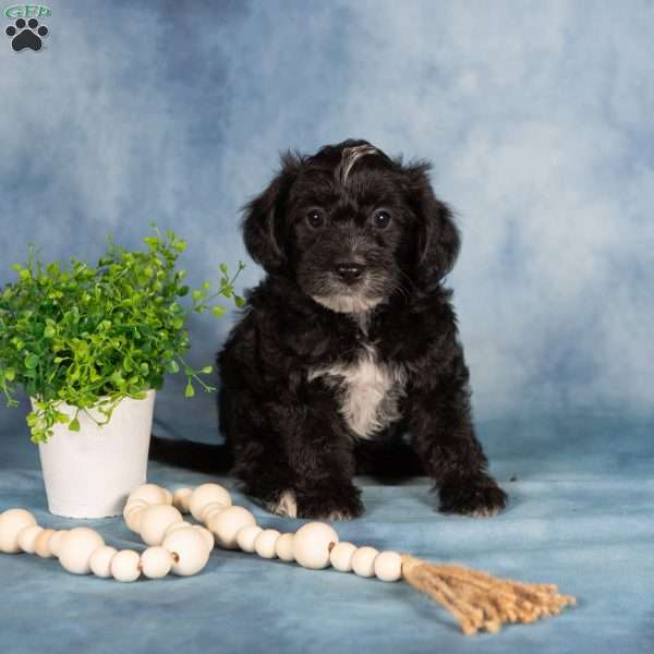 Marlo, Yorkie Poo Puppy