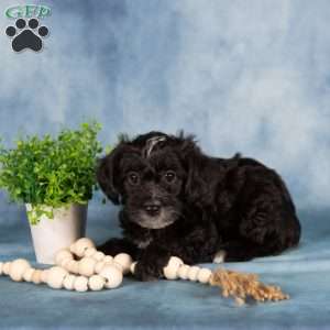 Marlo, Yorkie Poo Puppy