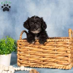 Marlo, Yorkie Poo Puppy