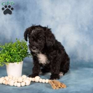 Marlo, Yorkie Poo Puppy