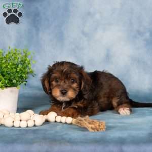 Miranda, Yorkie Poo Puppy