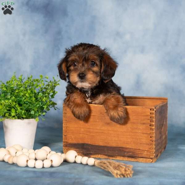 Miranda, Yorkie Poo Puppy