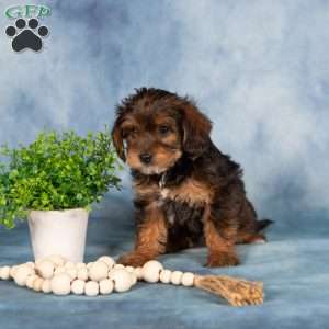 Miranda, Yorkie Poo Puppy