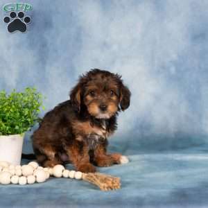 Miranda, Yorkie Poo Puppy