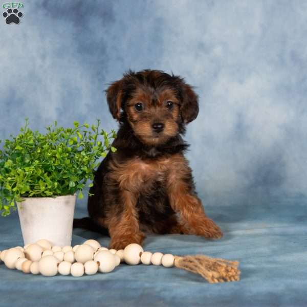 Marnie, Yorkie Poo Puppy